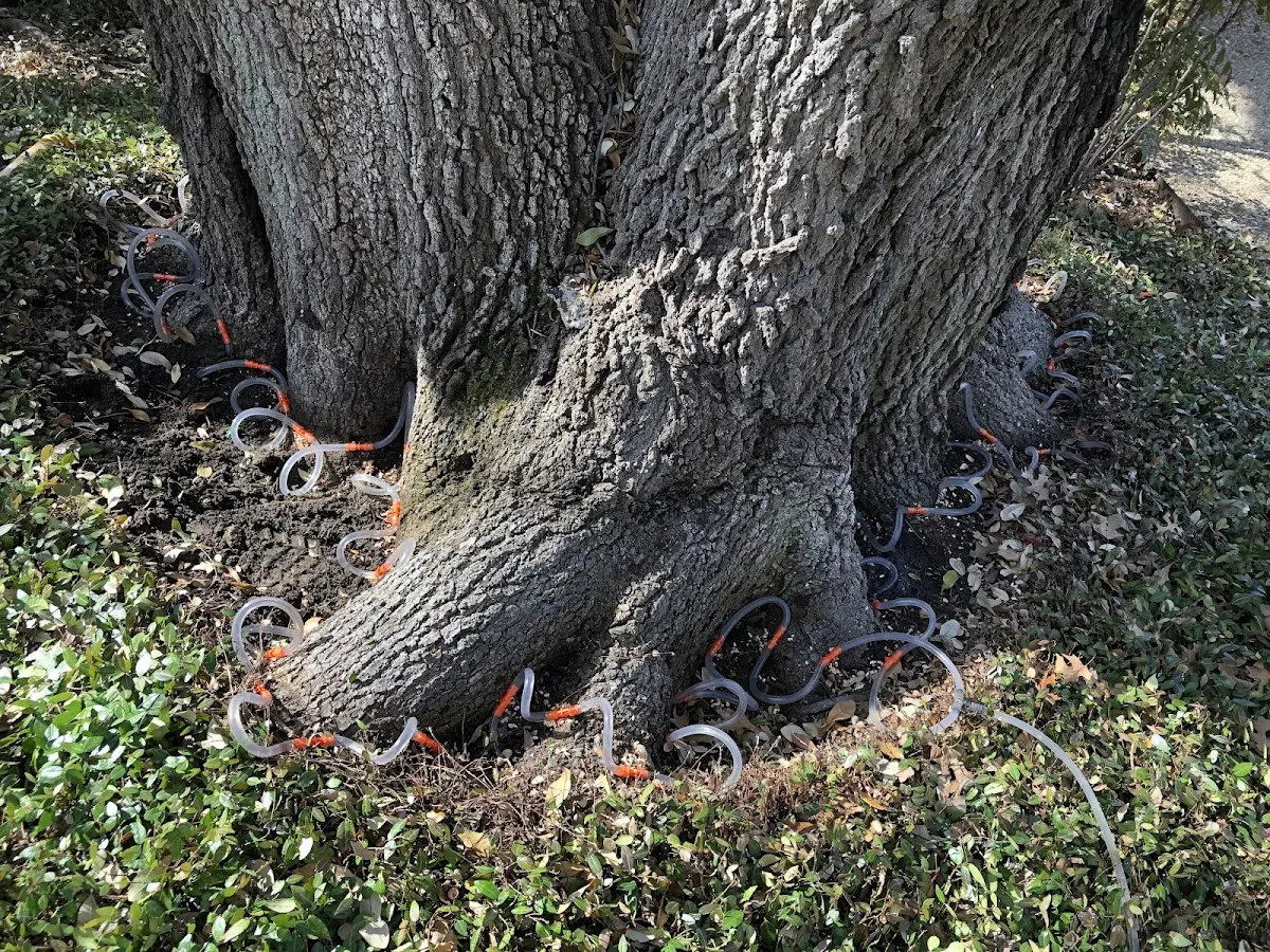 Detailed Tree Cabling and Bracing job site in Mount Clemens