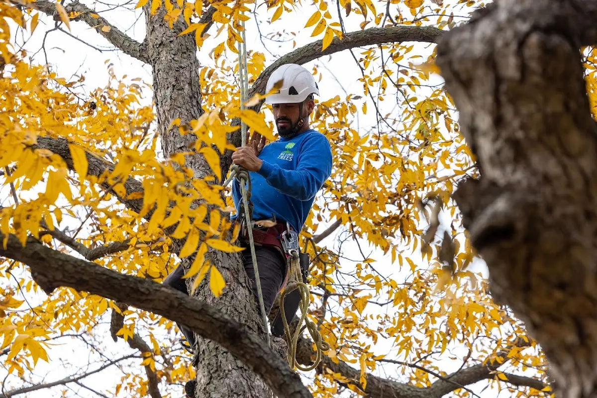 Skilled Tree Transplanting crew working in Mount Clemens