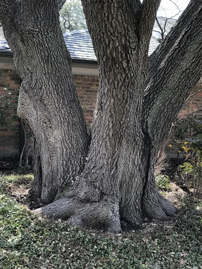 Mature heritage tree close to a Mount Clemens property cared for by certified arborists